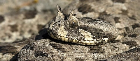The many-horned adder (Bitis cornuta) is native to southern Africa. Photo: iStock