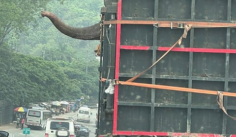 Pratima's trunk hangs out of a truck as she is transported from Assam to Gujarat. Photo: Mirza Zulfiqur Rehman, Guwahati