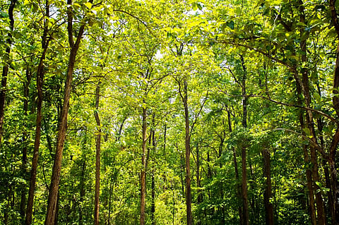 Discussions at the forum centred around achieving the global forest goals. Photo: iStock