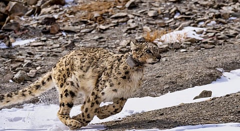 A snow leopard in Ladakh, which was part of Jammu and Kashmir till 2019. iStock photo for representation