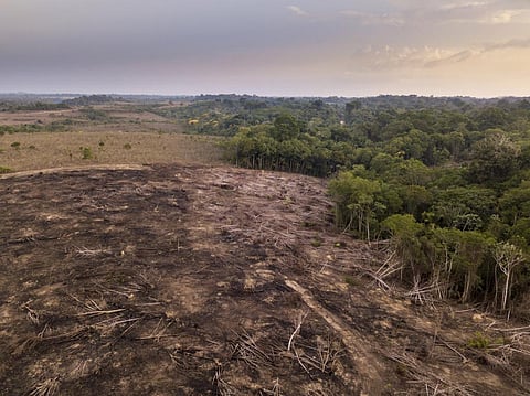 The pointed out international forest governance has had limited and difficult-to-measure success in reducing deforestation. Photo: iStock