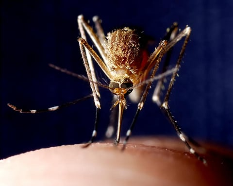 WNV infection spreads from person to person through bites of Culex mosquito, which gets the pathogen from birds, mice & other animals. Photo for representation: iStock