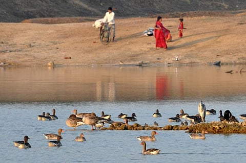  These sanctuaries are built on human-made wetlands. Photo: Mohd Imran Khan