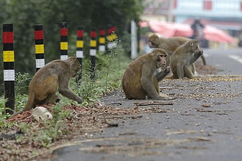 लंबी पूंछ वाला मैकाक दक्षिण पूर्व एशियाई देशों जैसे कि भारत, फिलीपींस, मलेशिया, इंडोनेशिया, बर्मा, वियतनाम, कंबोडिया, लाओस और थाईलैंड का मूल निवासी है
