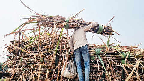 अपनी गन्ने की फसल को बैलगाड़ी पर लादता किसान, फोटो: आईस्टॉक