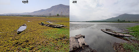 सारणी जलाशय में सालवीनिया मोलेस्टा पर कीट छोड़ने के बाद जलाशय पूरी तरह साफ हो गया है। फोटो: खरपतवार अनुसंधान निदेशालय
