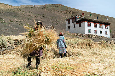 हिमाचल प्रदेश में गेहूं की फसल काटती महिलाएं; फोटो: आईस्टॉक