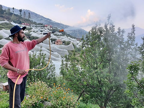 फोटो कैप्सनः कीट व बीमारियों से बचाने के लिए सेब के पौधों में स्प्रे करता शिमला जिला का बागवान। फोटो: रोहित पराशर
