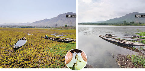 2022 तक आक्रामक जलीय खरपतवार सालविनिया मोलेस्टा से भरा सारणी जलाशय अब कीट (इनसेट में )की मदद से पूरी तरह इससे मुक्त हो चुका है
