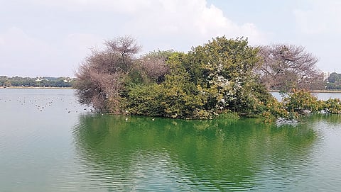 पुनरुद्धार योजना के तहत जक्कुर झील में 2.8 हेक्टेयर का कृत्रिम वेटलैंड एरिया बनाया गया है, ताकि वहां पानी को साफ किया जा सके। इसके साथ ही, प्रवासी पक्षियों को आकर्षित करने के लिए वहां जैव विविधता पार्क भी बनाया गया है