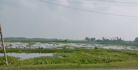 तकरीबन एक लाख हेक्टेयर जमीन पर फैले बिहार के टाल क्षेत्र में पिछले कई वर्षों से जलजमाव के कारण अच्छी फसल नहीं हो पा रही है। फोटो: राहुल कुमार गौरव