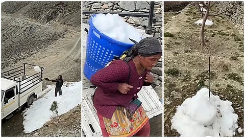 विशेषज्ञों का मानना ​​है कि यदि यही स्थिति जारी रही तो फलों और फसलों की पैदावार को भारी नुकसान हो सकता है। फोटो: रोहित पराशर