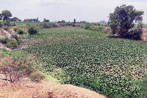 उत्तर प्रदेश के शामली और सहारनपुर में बहने वाली खोखरी यमुना की सहायक नदी है, जो बारिश के पानी पर निर्भर है; फोटो: अमित सिंह/ विकीमीडिया कॉमन्स