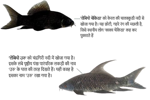 वैज्ञानिकों ने पश्चिमी घाट में खोजी मछलियों की दो नई प्रजाति, सुलझाई 155 साल पुरानी गुत्थी