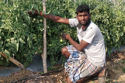 अपनी टमाटर की फसल को दिखाता किसान; फोटो: इंटरनेशनल क्रॉप्स रिसर्च इंस्टीट्यूट फॉर द सेमी-एरिड ट्रॉपिक्स (इक्रीसेट)