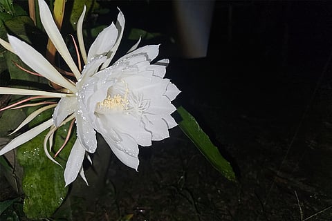 Himalaya
