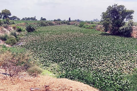 उत्तर प्रदेश के शामली और सहारनपुर में बहने वाली खोखरी यमुना की सहायक नदी है, जो बारिश के पानी पर निर्भर है; फोटो: अमित सिंह/ विकीमीडिया कॉमन्स