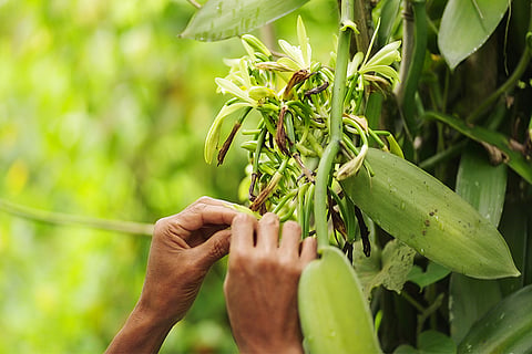 फोटो: आईस्टॉक