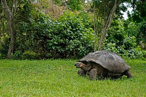 गैलापागोस द्वीपसमूह दुनिया के उन खास इलाकों में से एक है, जिसे उसकी अनूठी जैव विविधता और प्राकृतिक सुंदरता के लिए पहचाना जाता है। 