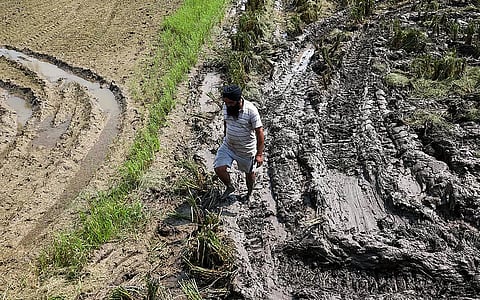 पंजाब के गुरुदासपुर जिले में हरदोवाल गांव में खेतों  में पहुंची सिल्ट के बीच किसान, फोटो : विकास चौधरी