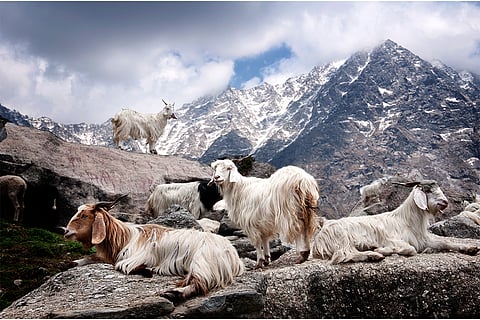 फोटो: आईस्टॉक