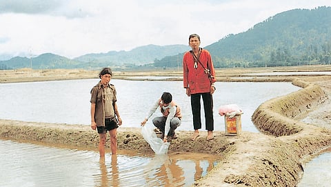 आपातानी लोग धान की खेती के साथ उसी खेत में अक्सर मछली पालन भी करते हैं। खेत की मेड़ आमतौर पर आधा मीटर ऊंची होती है। मछलियों के लिए खेत के बीच में एक गड्ढा खोद दिया जाता है, ताकि खेत का पानी सूखने पर भी वे जिंदा रह जाएं
