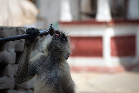 भारत के पुष्कर में बेहद गर्मी के दौरान सूखे नल से पानी पीने की जद्दोजहद करता बेजुबान; फोटो: आईस्टॉक