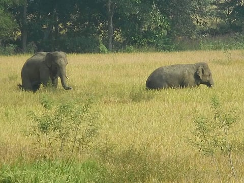 झारखंड में पांच परगना इलाके में धान की खेतों को रौंदते हाथी- फोटो नीरज सिन्हा