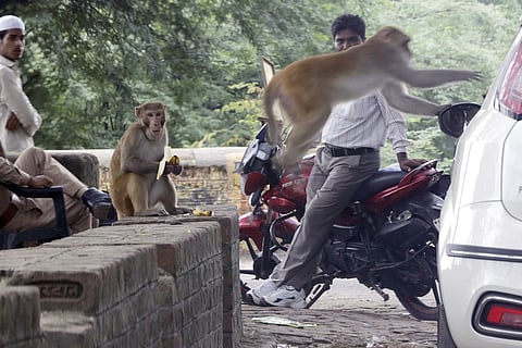 कबूतर से लेकर बंदर तक...क्यों इतने बोल्ड, बेखौफ और आक्रामक हो रहे हैं शहरों में रहने वाले जीव?