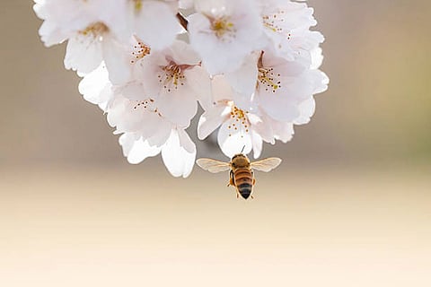 बढ़ता वैश्विक तापमान मधुमक्खियों की आबादी और परागण क्षमता पर गंभीर प्रभाव डाल सकता है, कृषि उत्पादन भी प्रभावित होगा।