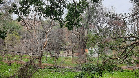 परसोन मंदिर परिसर में लगे सैकड़ों फलदार और औधषीय पेड़ बड़कल झील के पानी के संपर्क में आने से मर गए हैं। सभी फोटो: भागीरथ