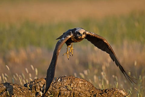 न्यूजीलैंड में एच5एन1 बर्ड फ्लू का दूसरा मामला आया सामने, काहू पक्षी संक्रमित पाया गया, वैज्ञानिकों ने वायरस स्रोत की जांच शुरू की।