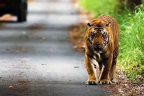 फोटो: विकीमीडिया कॉमन्स