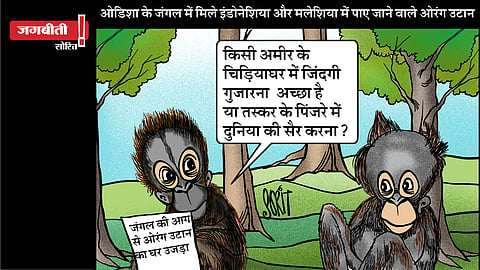 जग बीती: ओडिशा में मिले ओरांग उटान