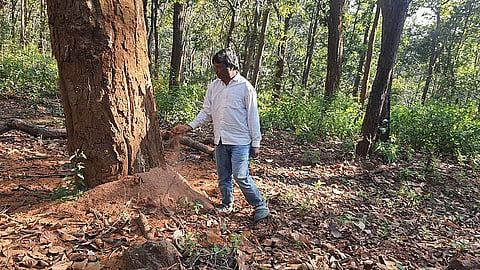 डिंडोरी के करंजिया रेंज में साल बोरर का सबसे गंभीर प्रभाव है। फोटो: भागीरथ