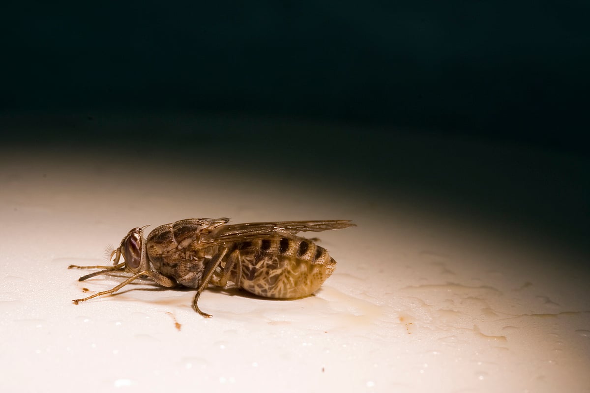 Chad Becomes 51st Country to Eliminate Sleeping Sickness as a Public ...