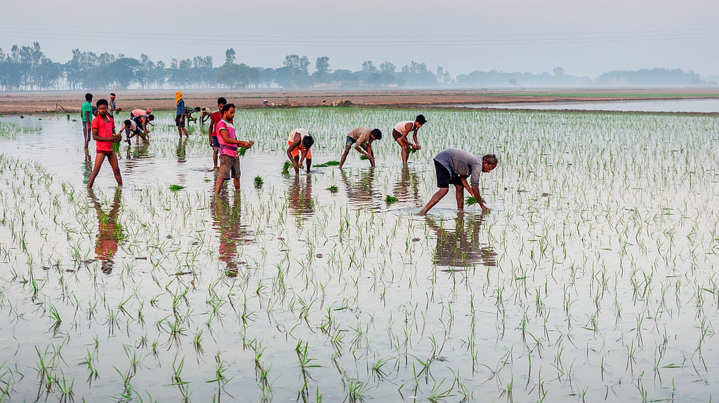 Herbicide-tolerant rice by ICAR poses a threat to national food ...