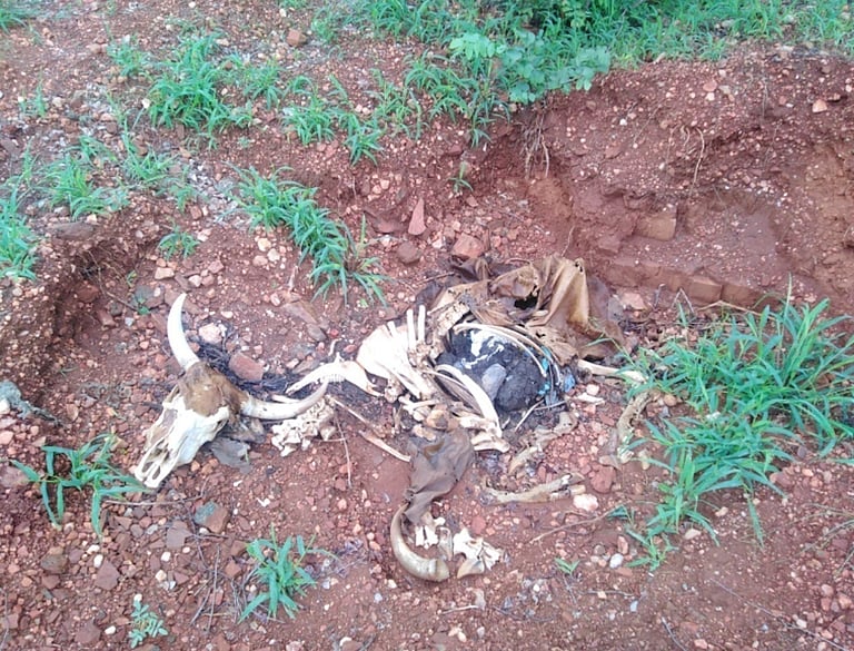 Zimbabwe Farmers Struggle with Illegal Mining and Climate Change Impact