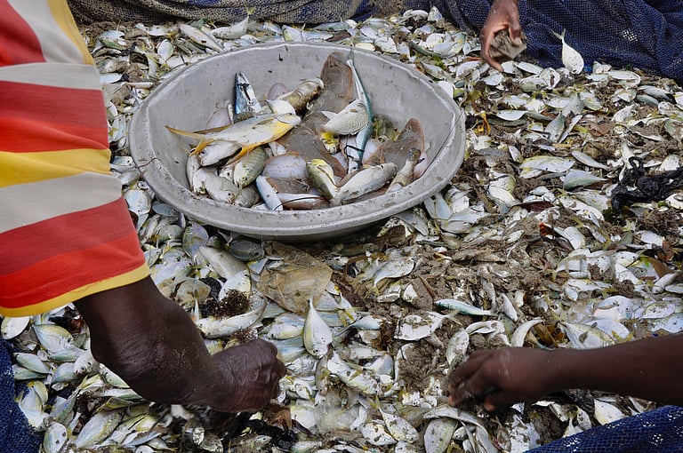 New Study Reveals Alarming Overfishing Crisis Threatening Global Fish ...