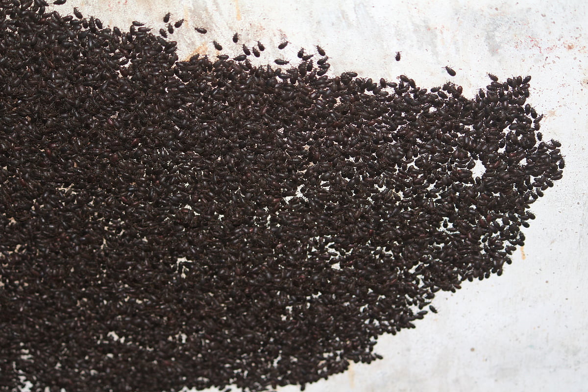 Mupli Beetle Invasion in Kerala: Climate Change Intensifies Insect ...