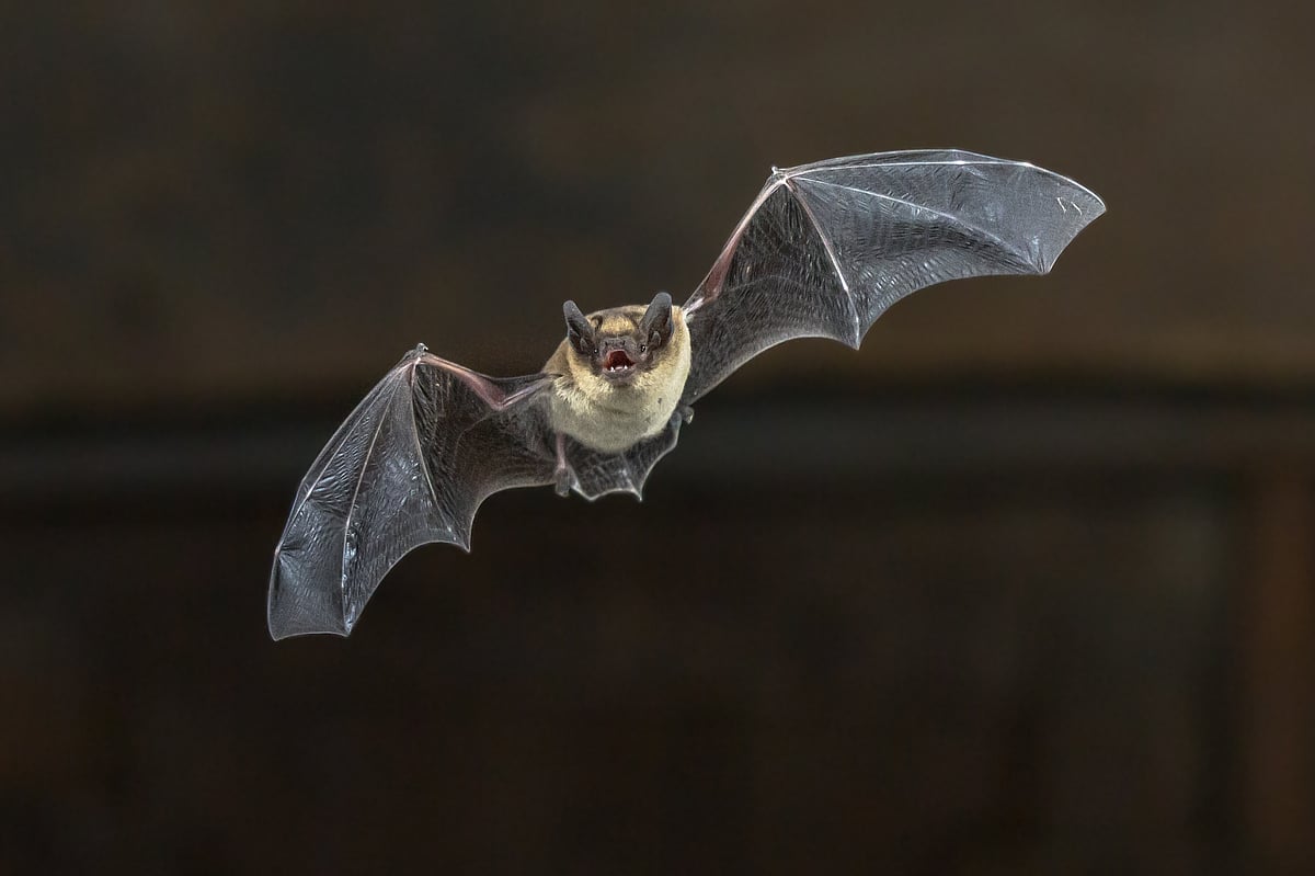 Deadly Disease Devastates US Bat Populations, Leading to Increased ...