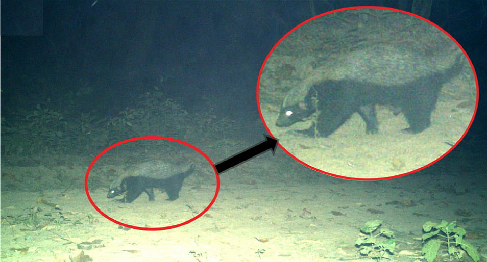 Uttarakhand's Terai forest yields first-ever honey badger