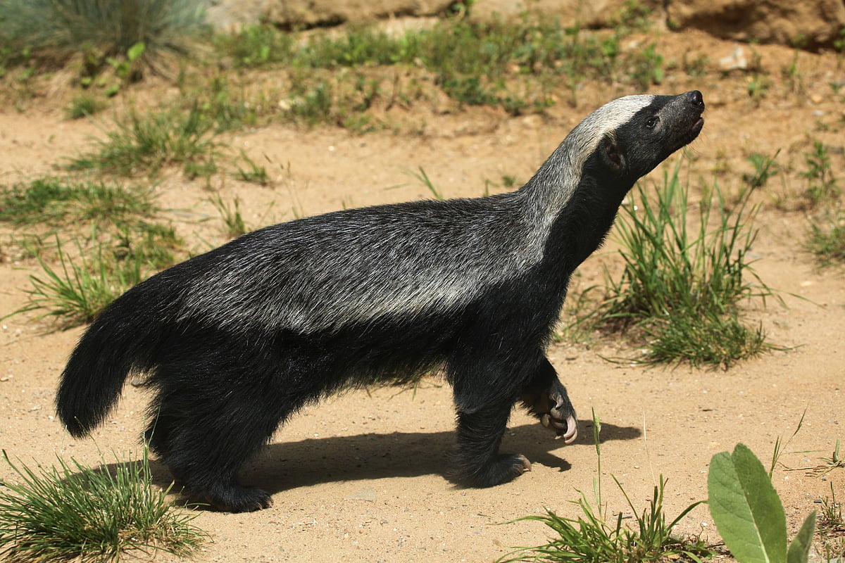 Uttarakhand's Terai forest yields first-ever honey badger