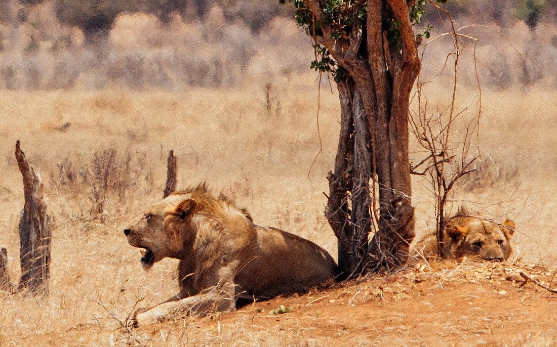 new-study-reveals-tsavo-lions-diet-more-than-just-humans