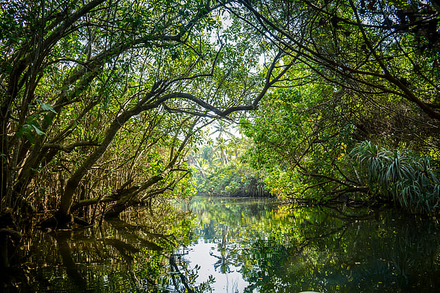 Tubi Tree Over One-Third of Tree Species Facing Extinction, IUCN Global Tree ...