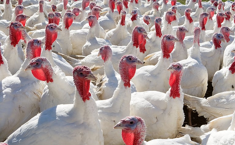 H5N1 Bird Flu Infects Over 500 Species, Kills 300 Billion Birds ...