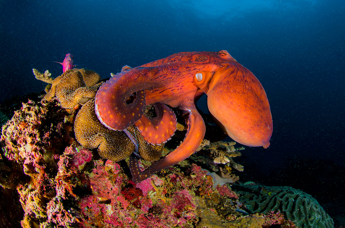 Exploring Cephalopod Intelligence: What Scientists Know About Octopus ...