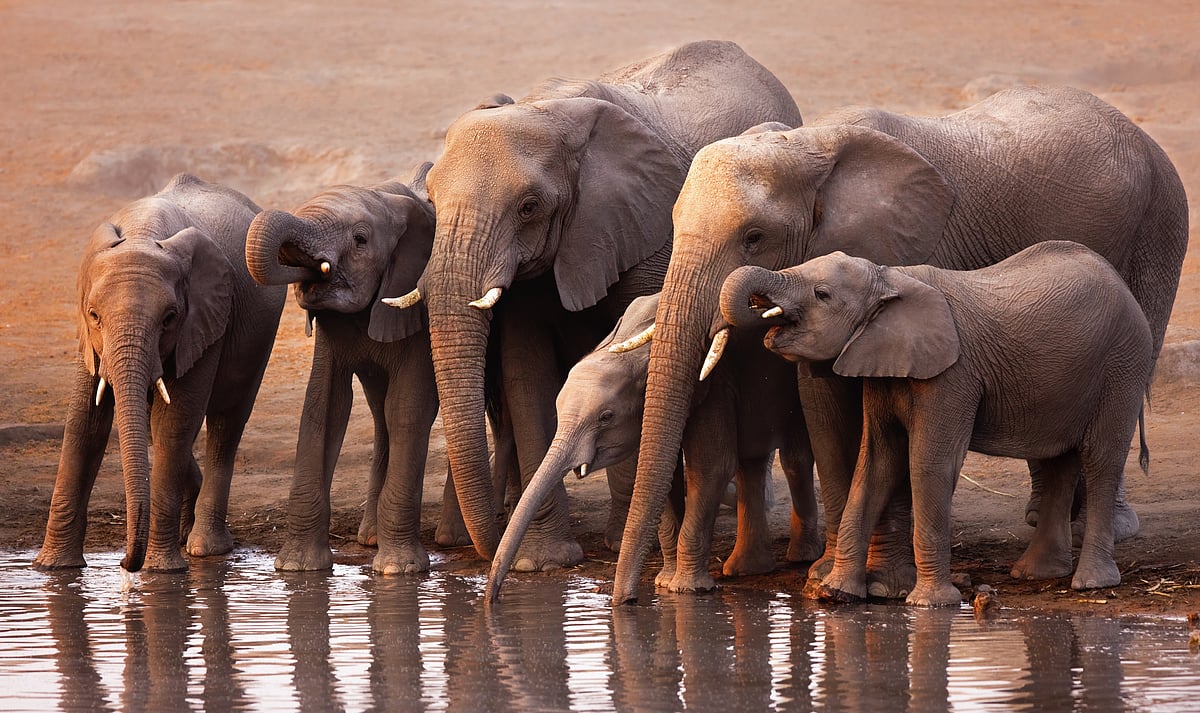 Separate Water Points for Elephants May Reduce Human-Elephant Conflicts ...