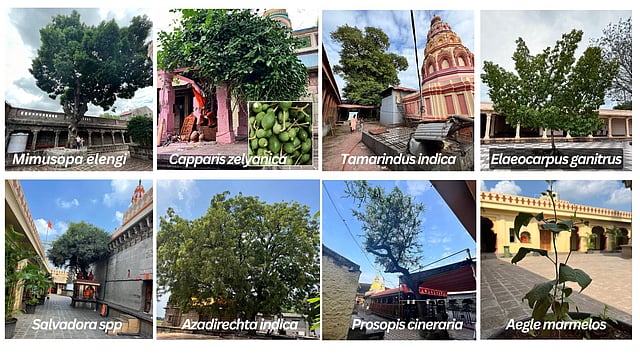 Sthala Vrikshas: The Sacred Trees of India and Their Deep-rooted Traditions