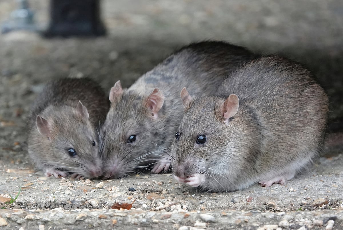 Major cities worldwide are witnessing surge in rat populations — and ...